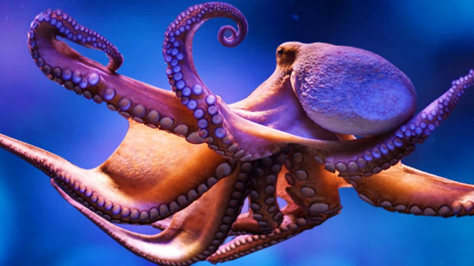 Download Majestic Giant Pacific Octopus Swimming In The Deep Ocean Wallpaper