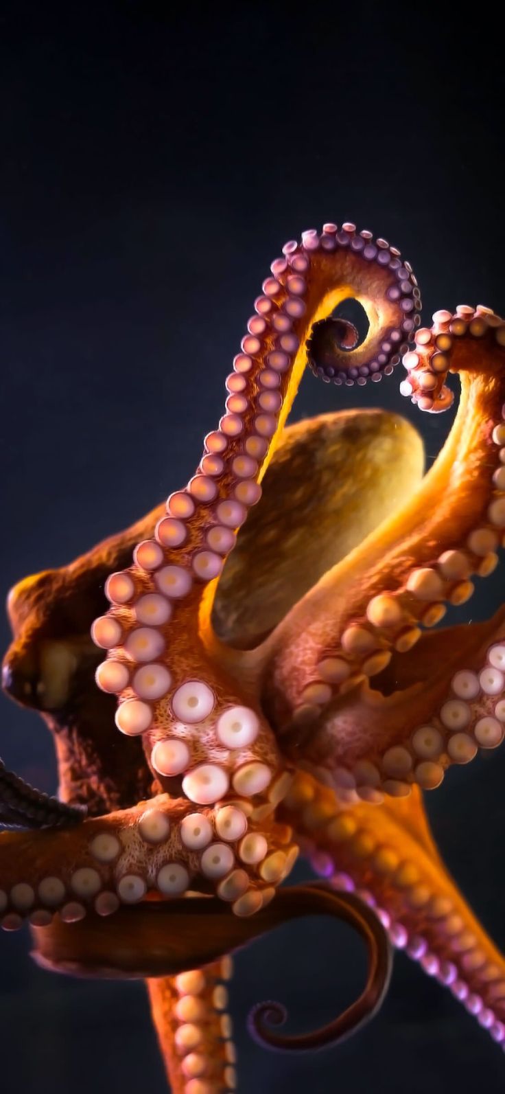 Giant Pacific Octopus