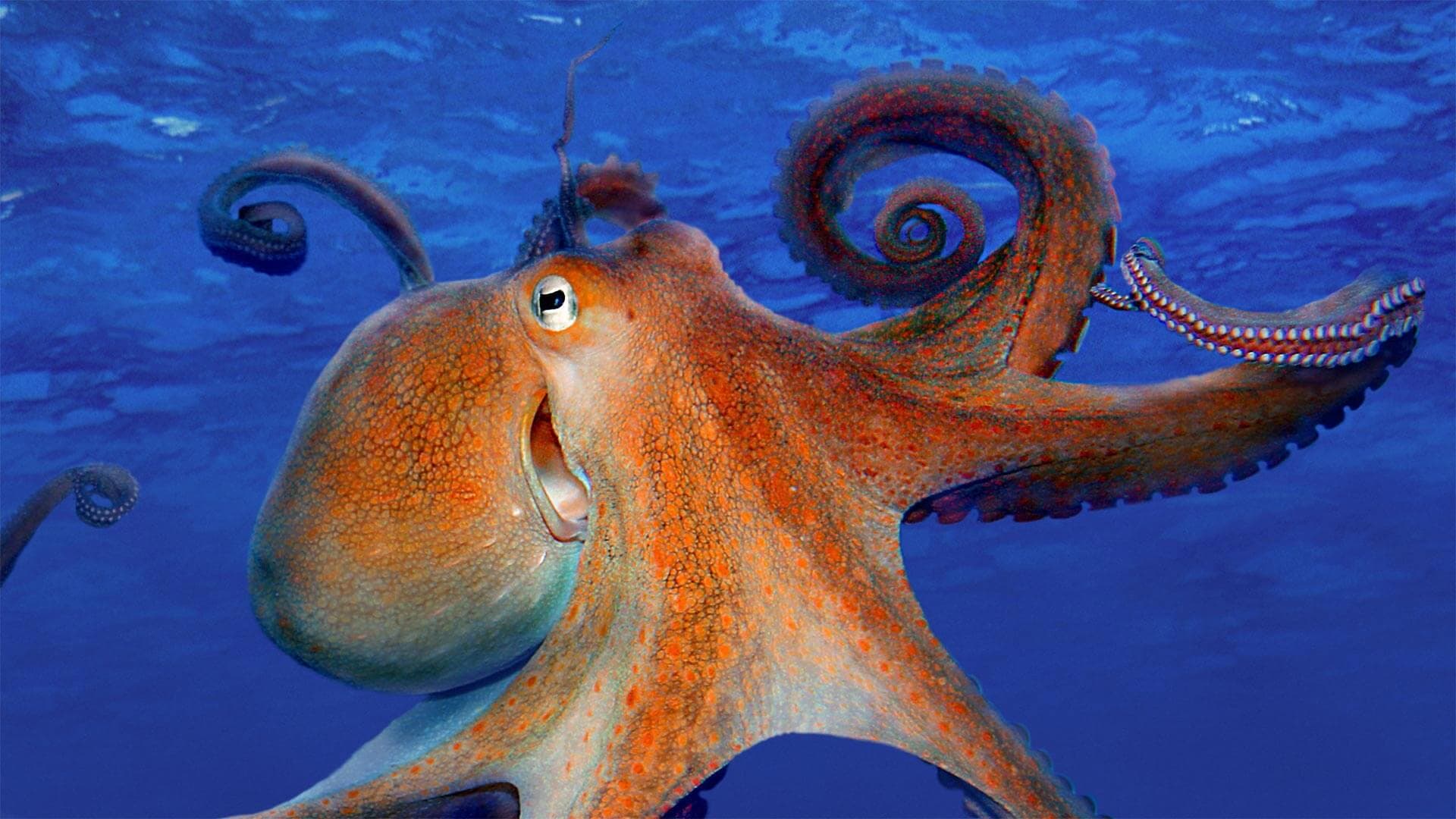 Giant Pacific Octopus (Enteroctopus dofleini)
