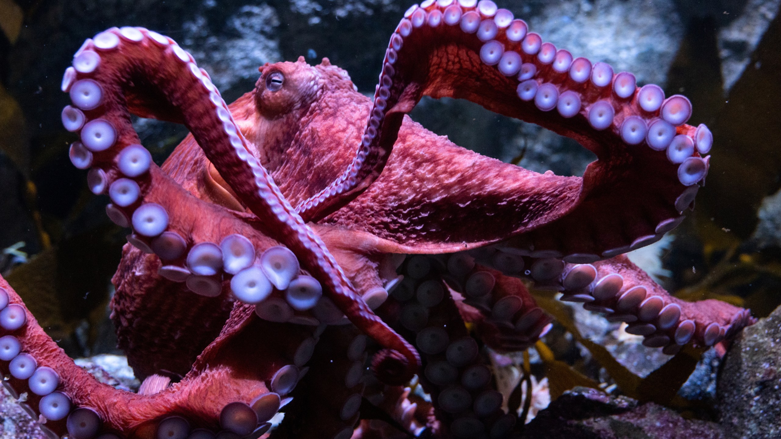 Fans bid farewell to beloved California octopus Ghost as she cares for eggs in final stage of life. WRIC ABC 8News