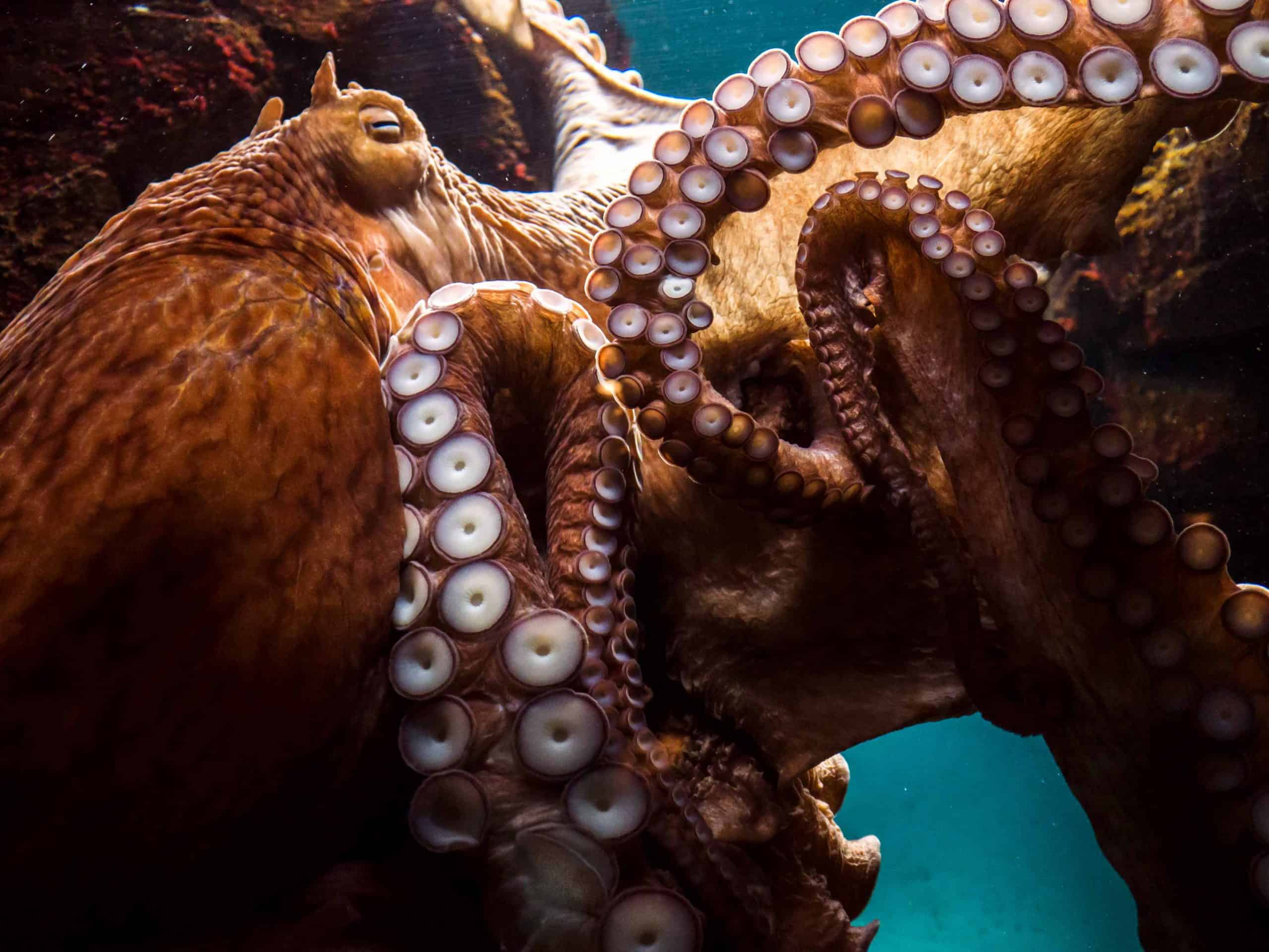 Giant Pacific Octopus Largest Octopus Fan Club!