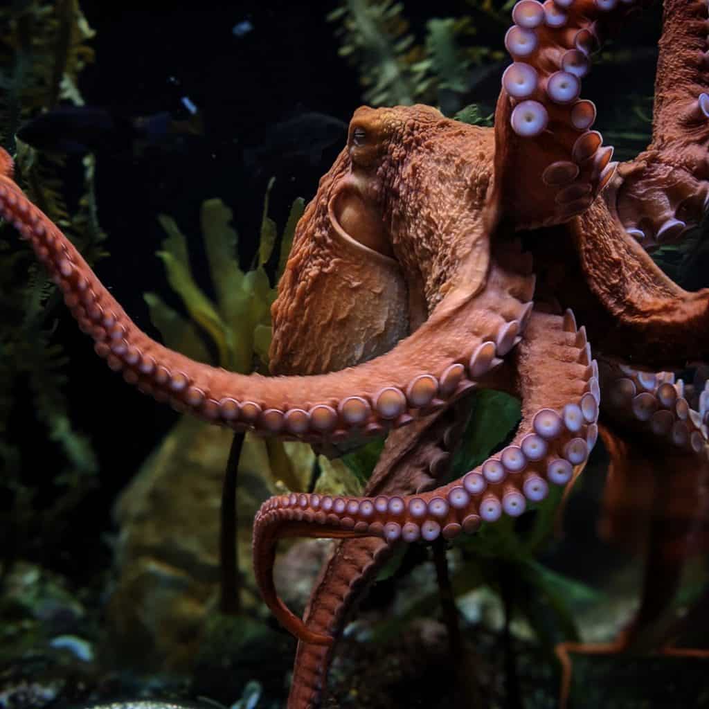 Giant Pacific Octopus Facts That Will Blow Your Mind Largest Octopus Fan Club!