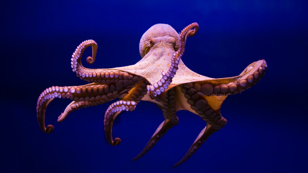 Giant Pacific Octopus Surprises Washington Hikers by Suddenly Showing Up on Their Route