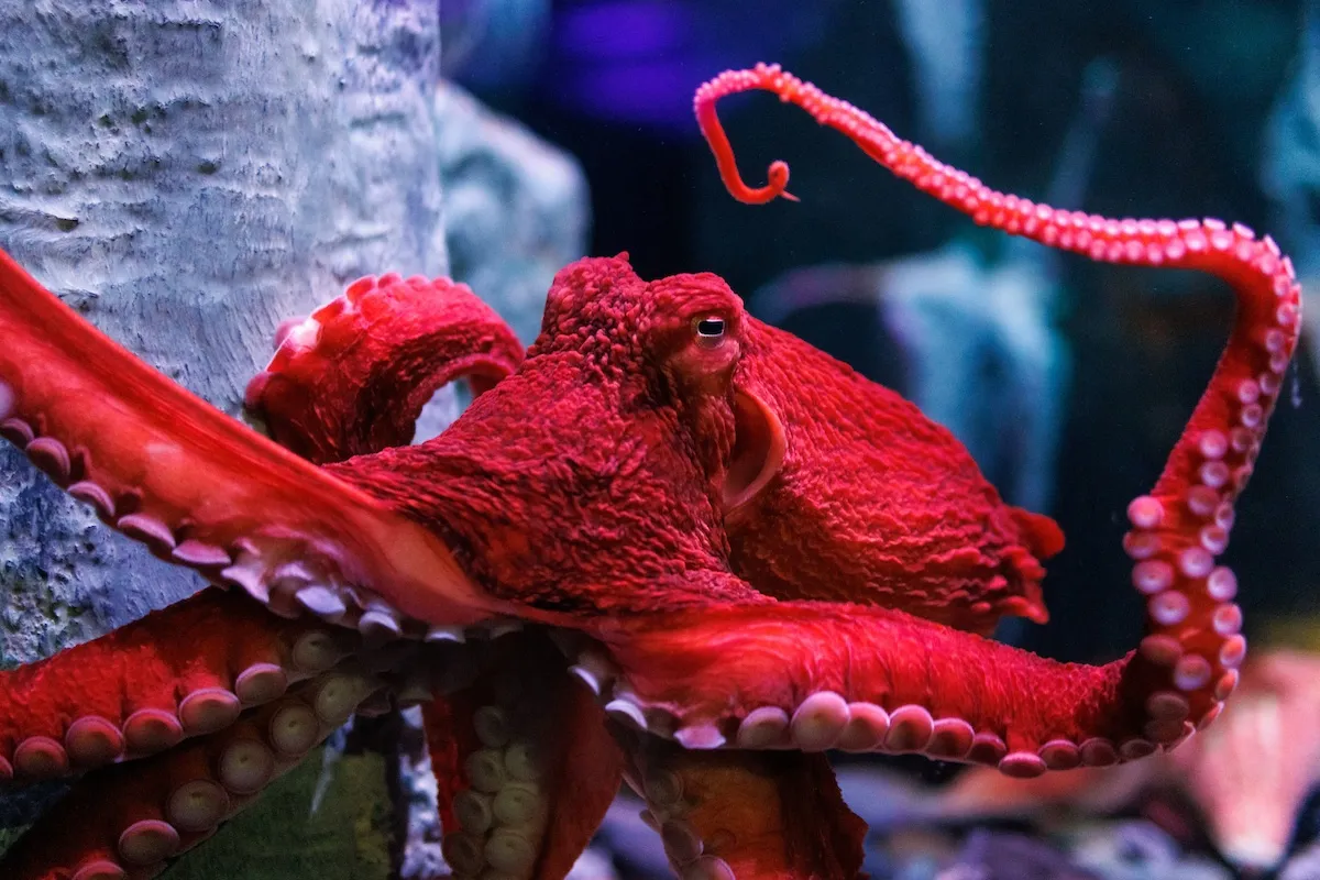 Giant Pacific Octopus