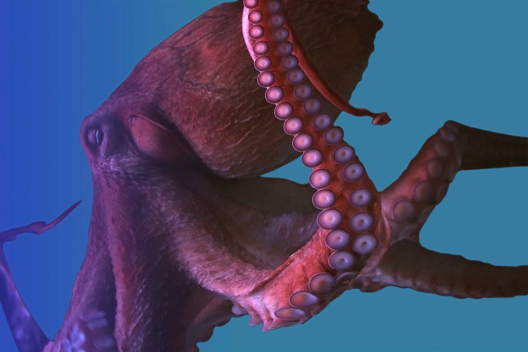 The Giant Pacific Octopus • Scuba Diver Life