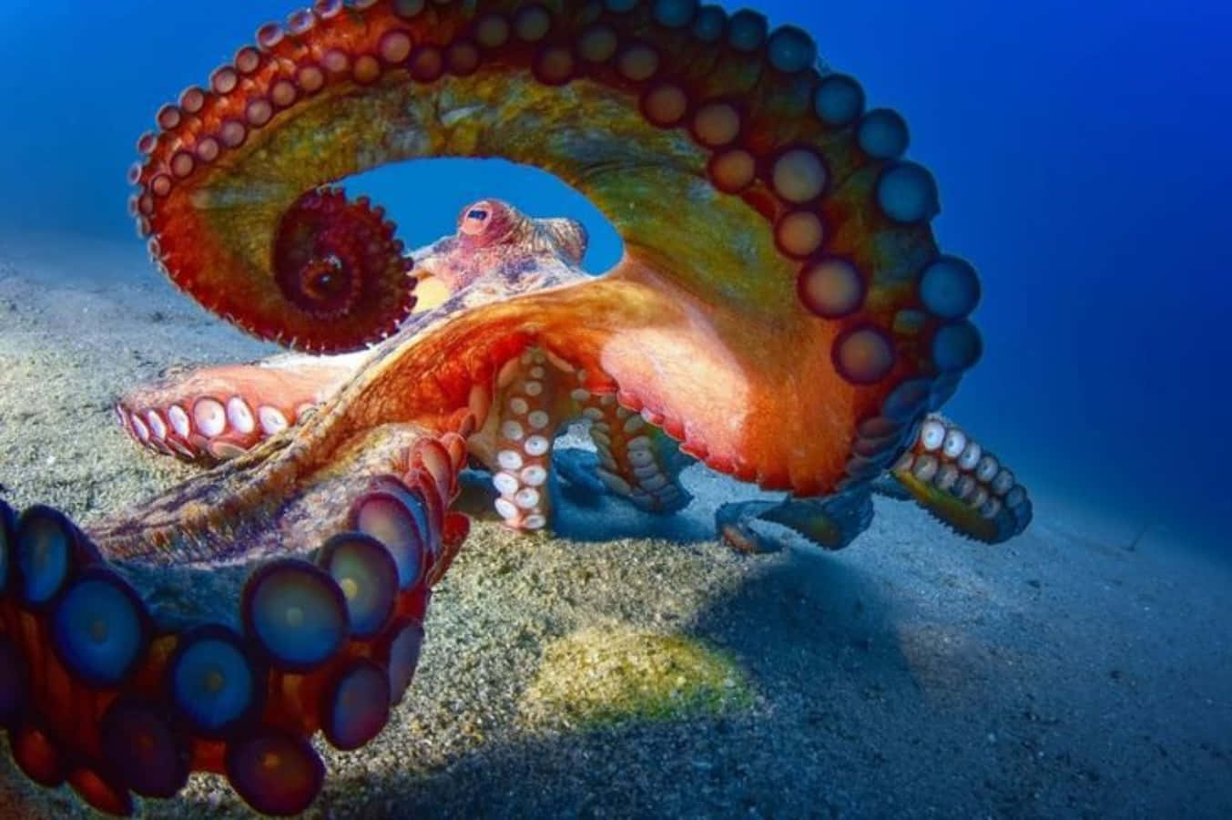 Download Giant Pacific Octopus Underwater Wallpaper