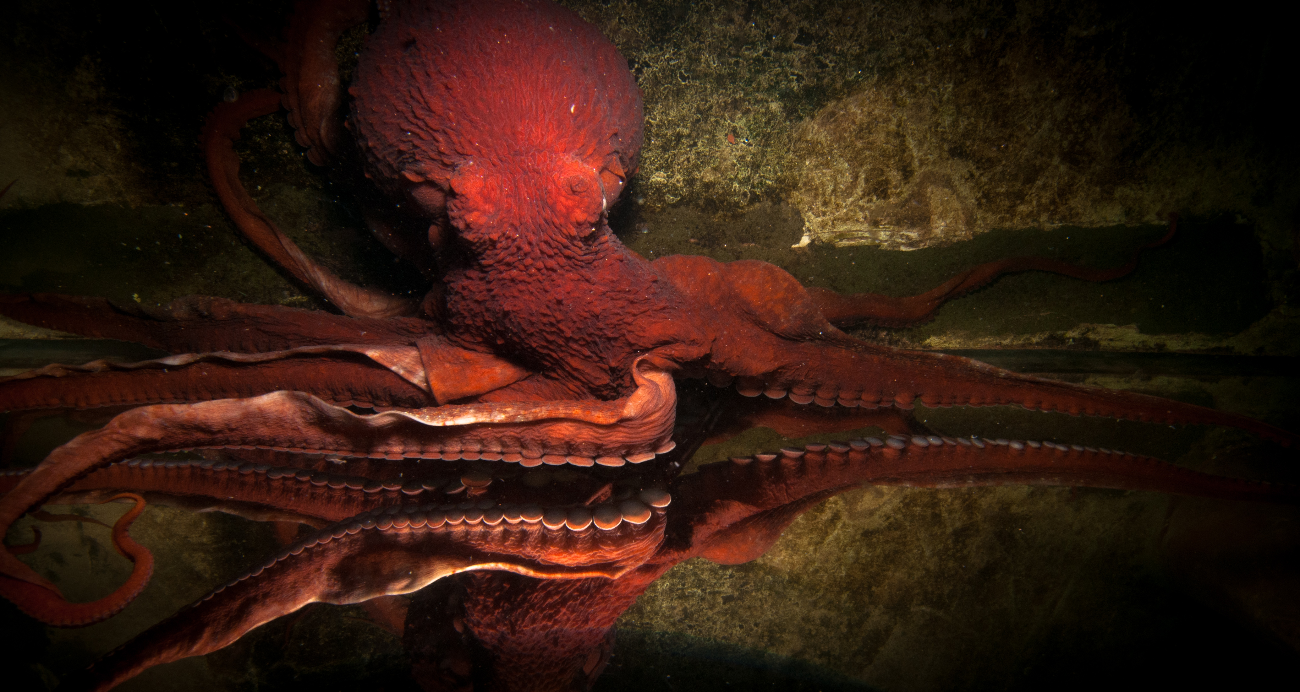 National Zoo's Elderly Giant Pacific Octopus Dies