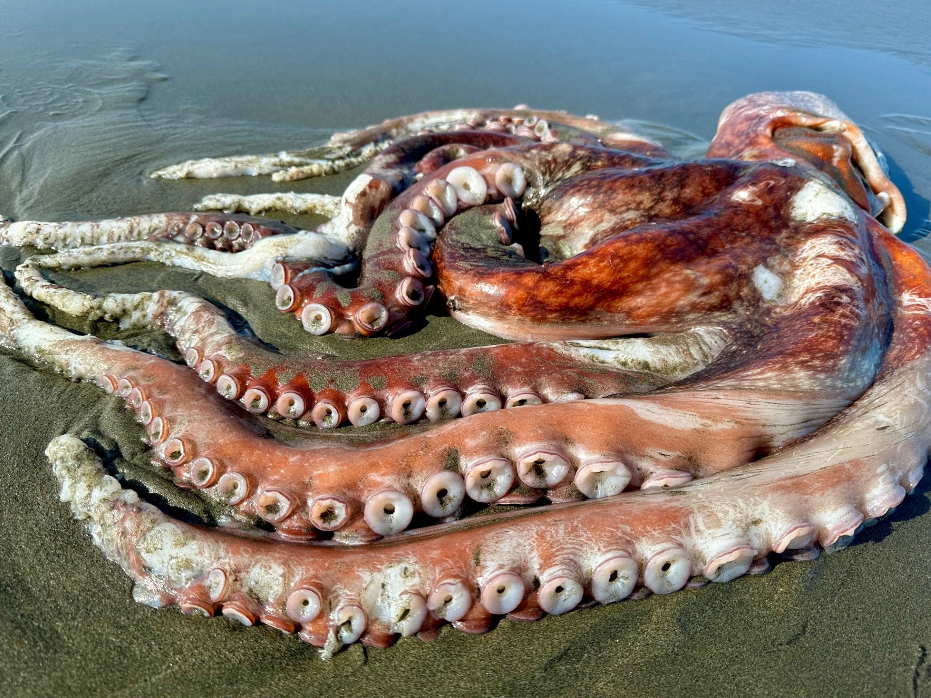 Giant Pacific octopus washes up on California beach