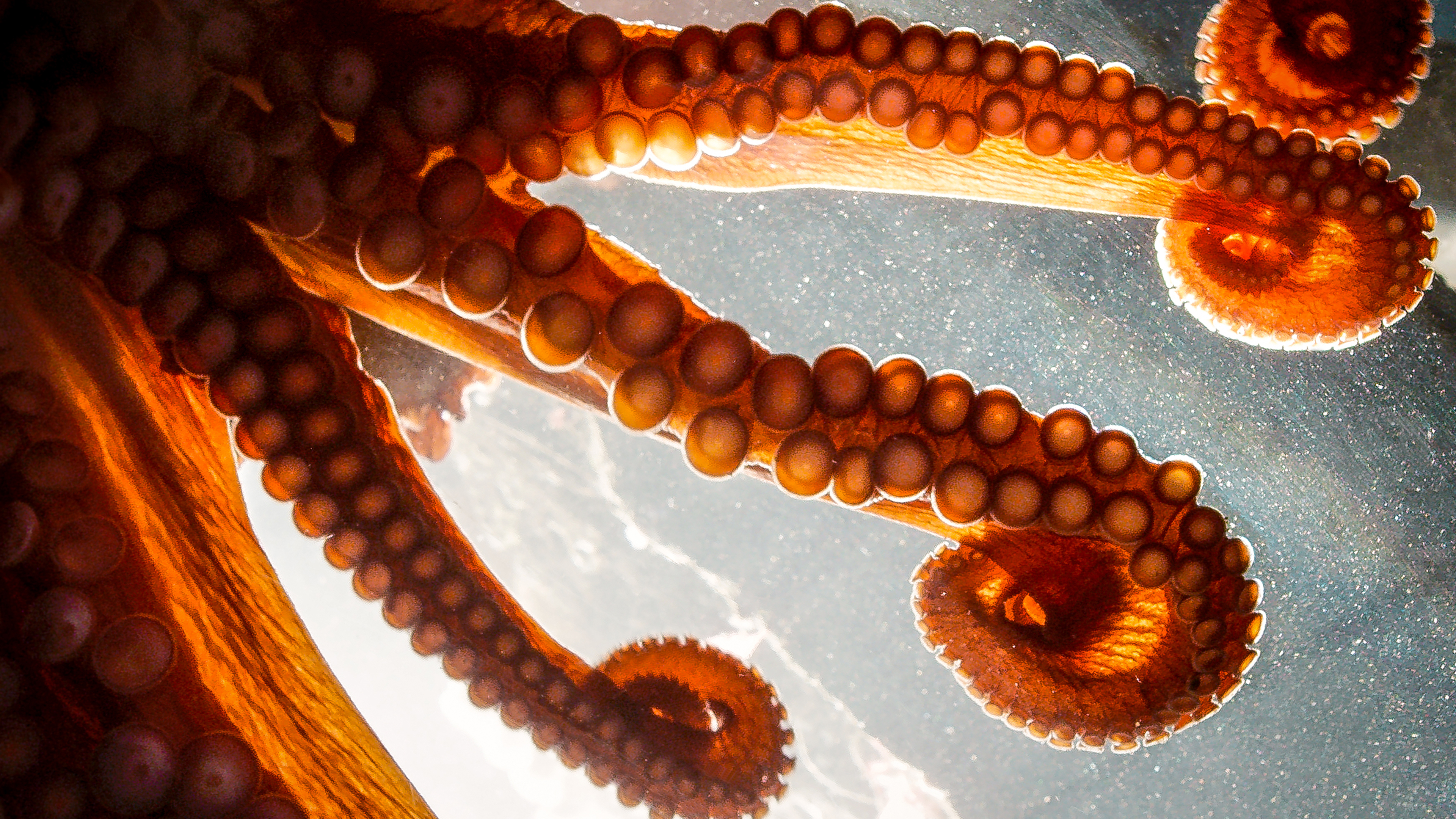 In Touch with a Giant Pacific Octopus