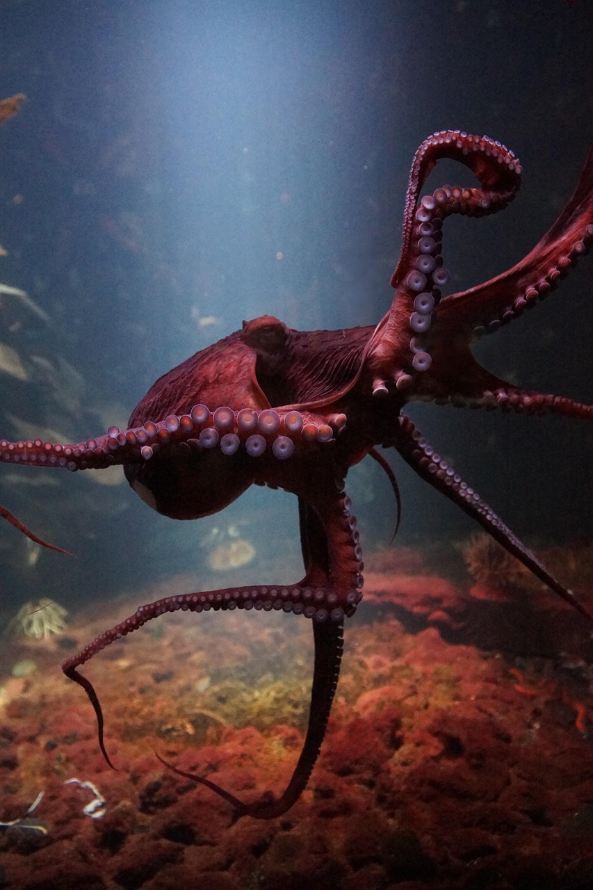 Free Giant Octopus & Octopus Photo