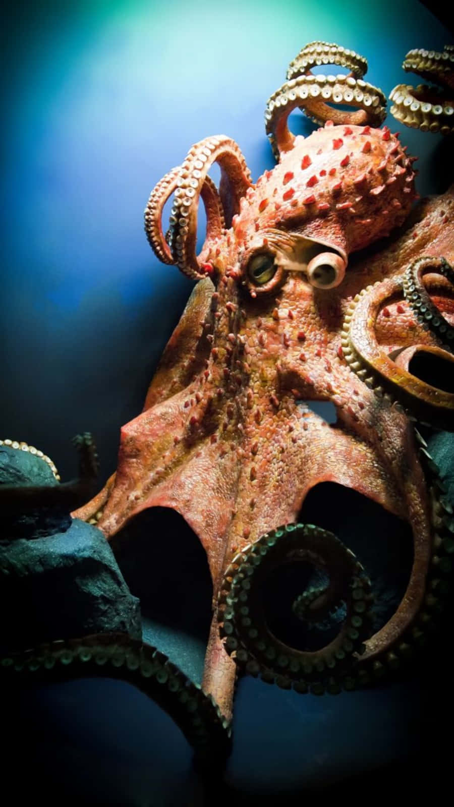 Download Majestic Giant Pacific Octopus Wallpaper
