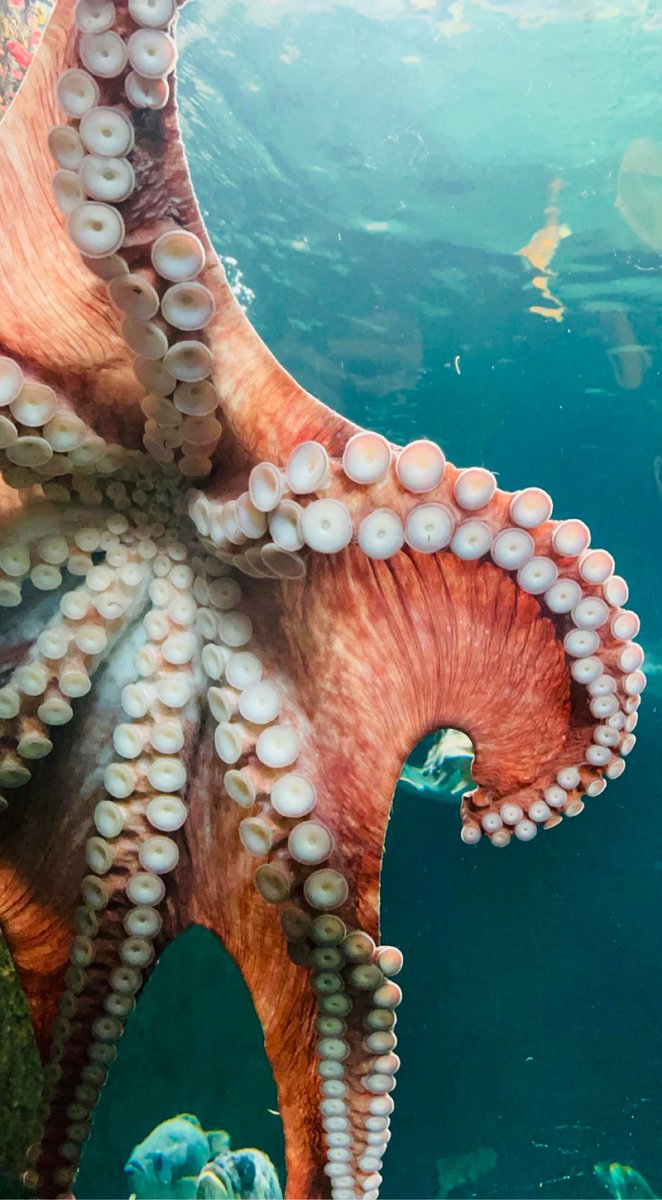 Our Giant Pacific Octopus is quite spectacular when she's out and about! Thanks so much to one of our visitors, Grace Wickes, for these stunning photo!