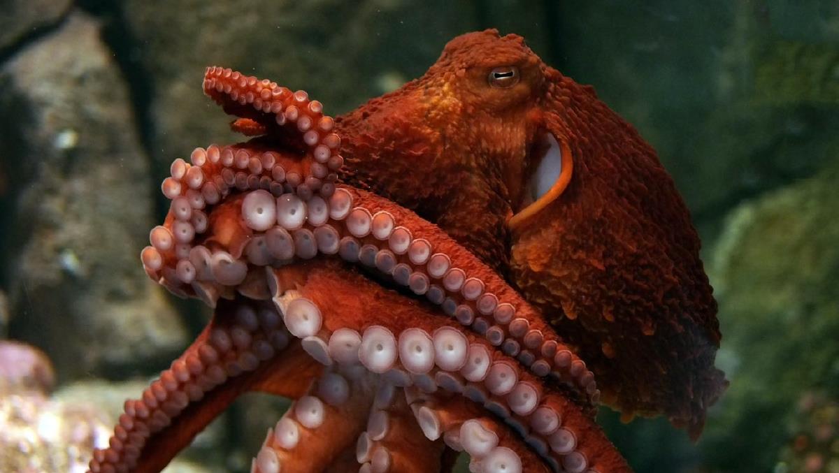 Understanding the octopus and its relationships with humans