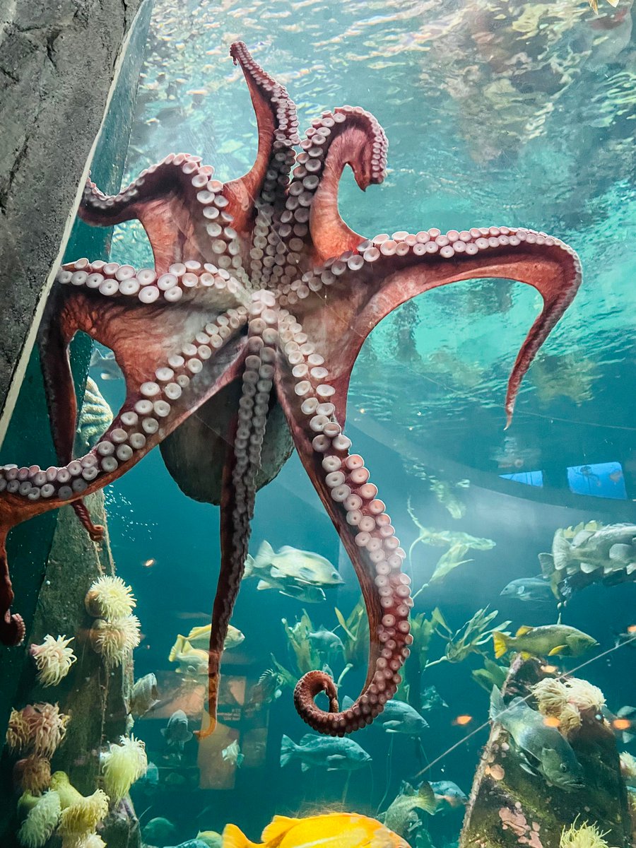 Our Giant Pacific Octopus is quite spectacular when she's out and about! Thanks so much to one of our visitors, Grace Wickes, for these stunning photo!