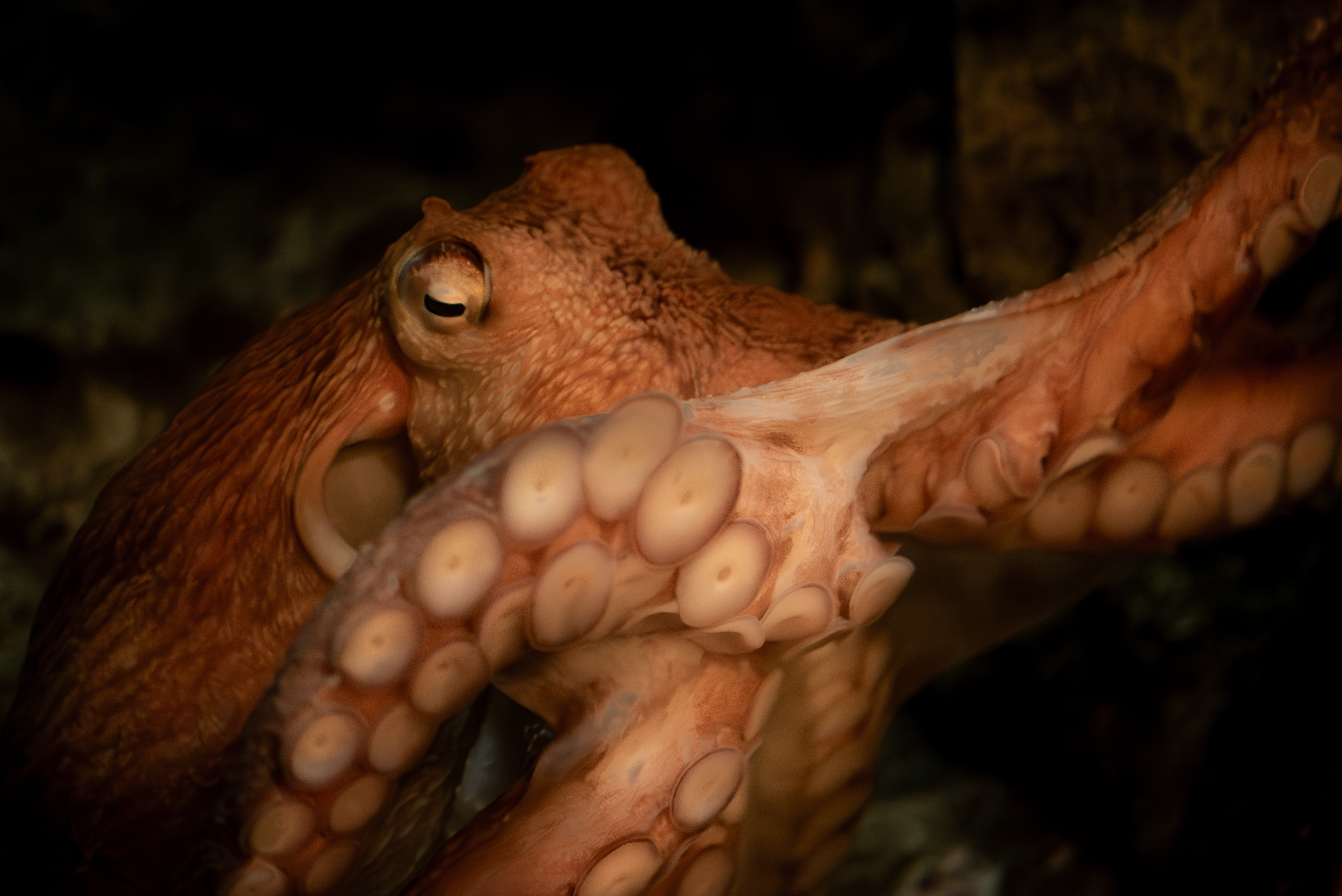 GIANT PACIFIC OCTOPUS Antonio Aquarium