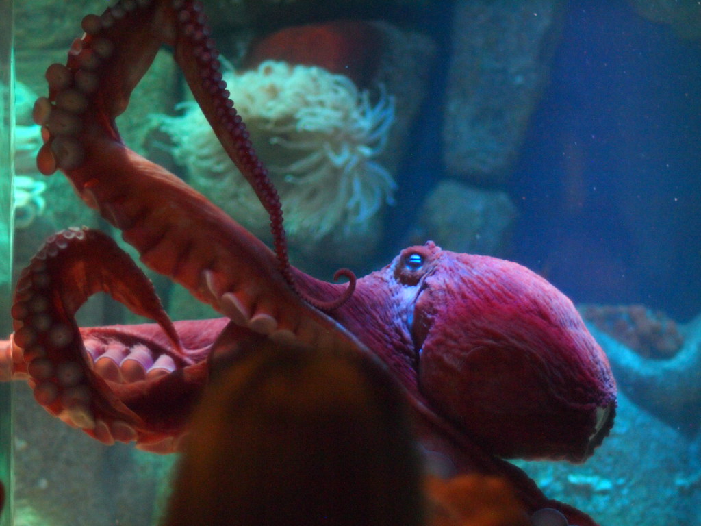 Giant Pacific Octopus Enteroctopus dofleini, Monterey Bay