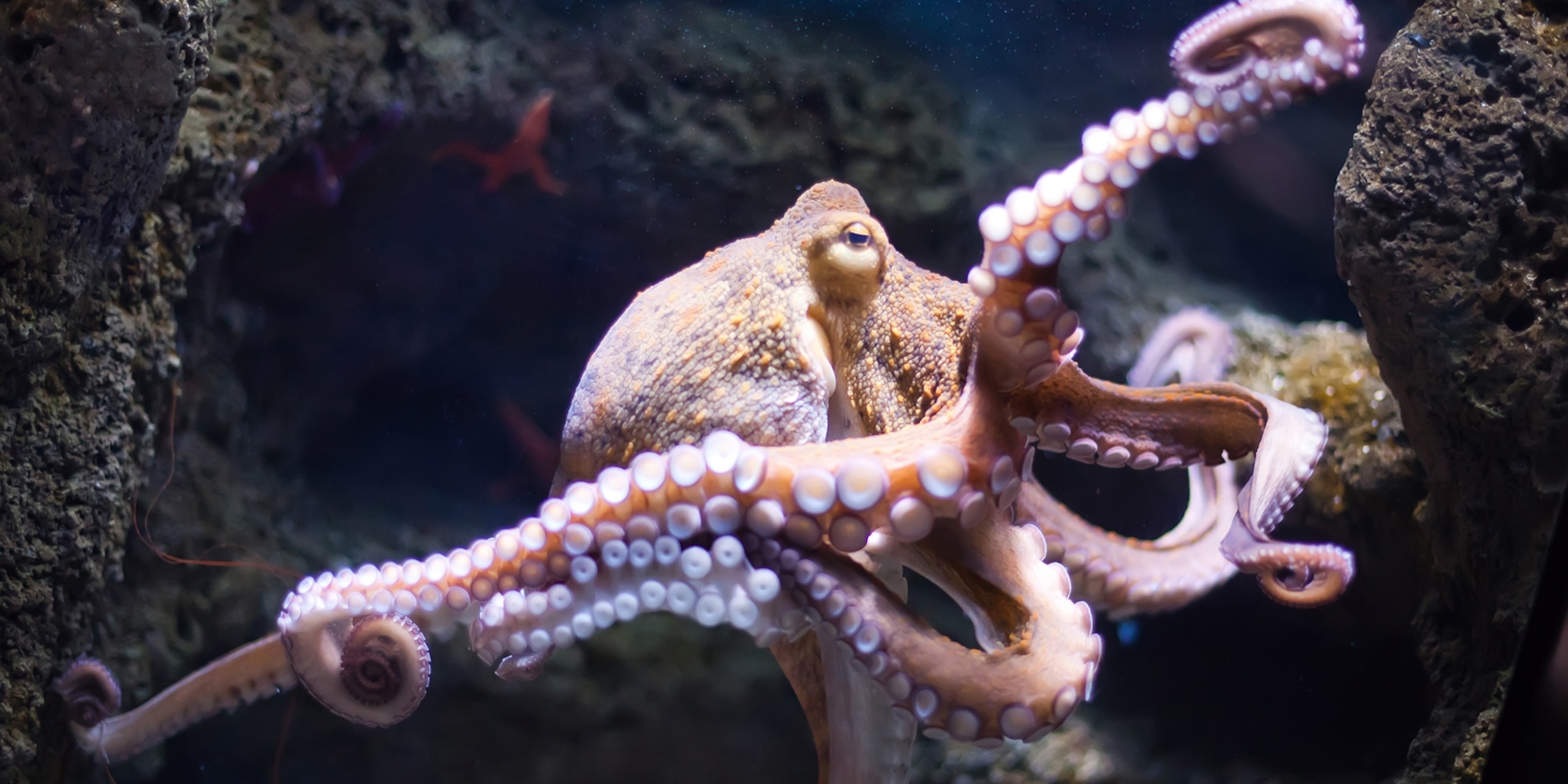 Octopus. National Geographic Kids