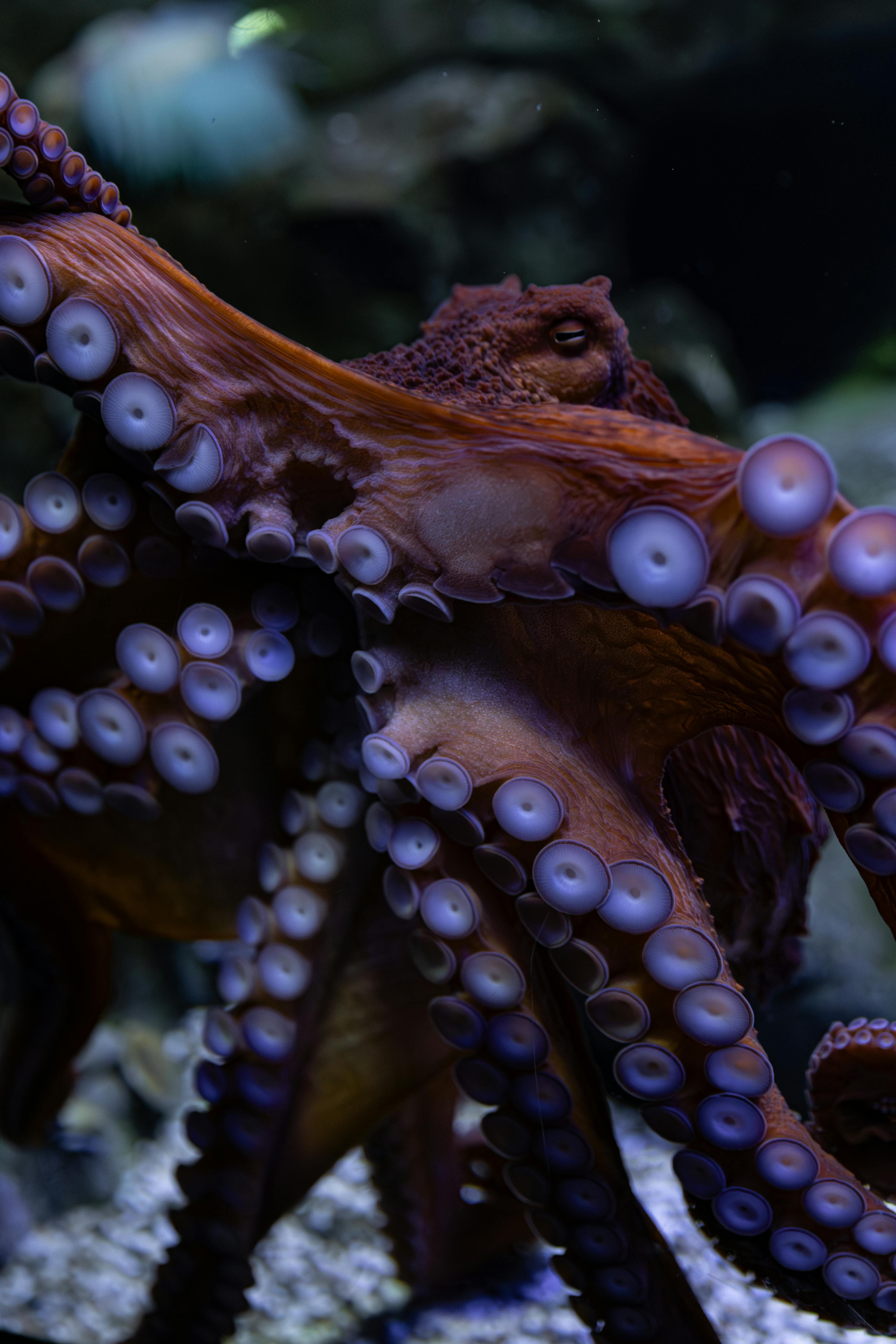 Blue Ringed Octopus Photo, Download The BEST Free Blue Ringed Octopus & HD Image