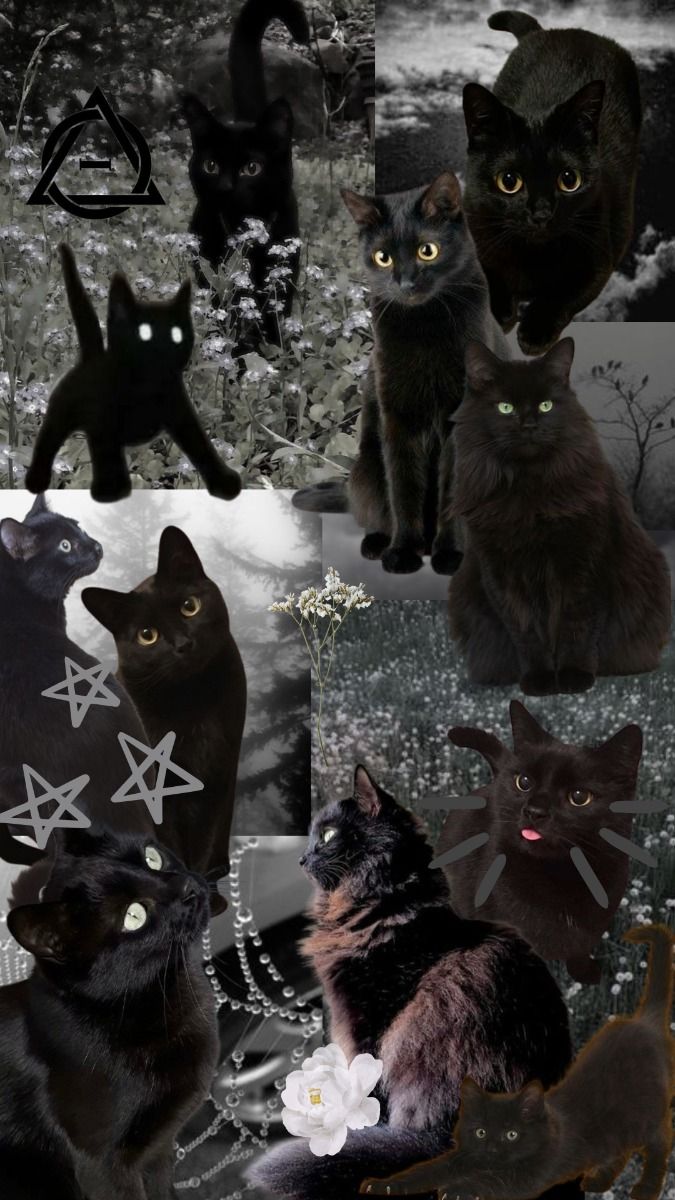 Therian Black Cat Wallpaper