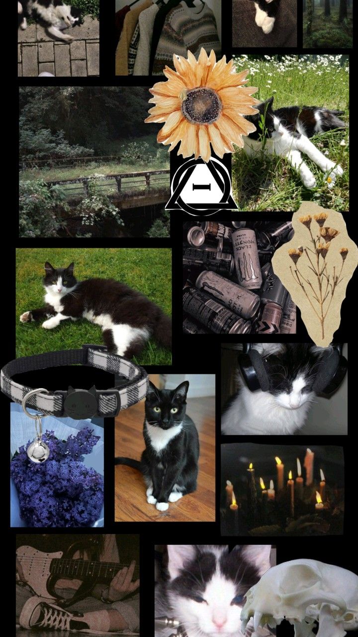 black and white cat therian wallpaper