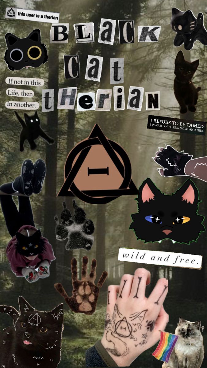 Black cat ideas. black cat, maybe in another life, cats