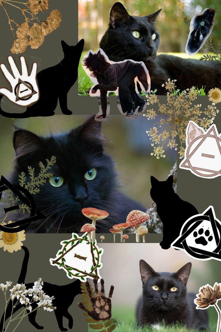 Black cat walpaper!!