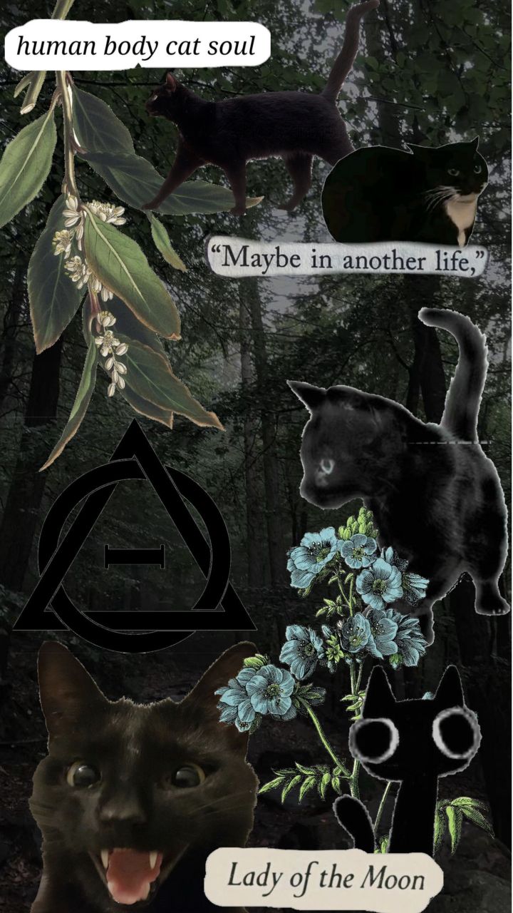 Black cat therian Wallpaper ^ω^╶⃝⃤