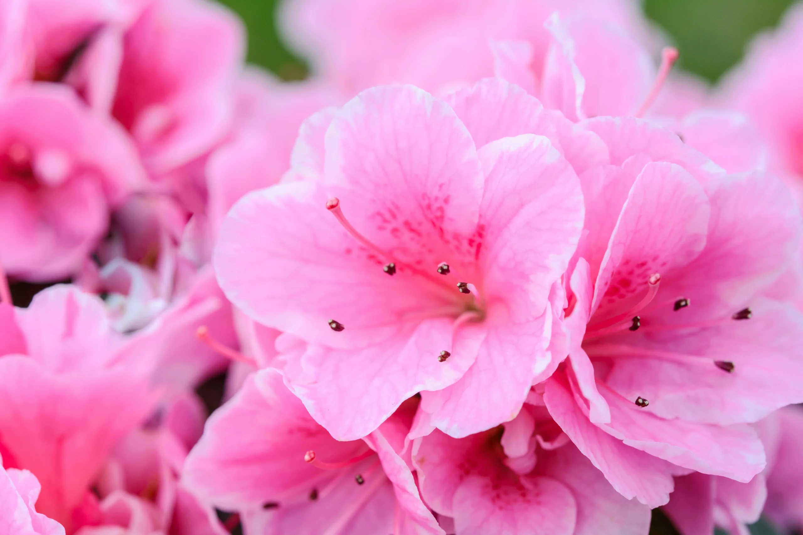 Incredibly Beautiful Spring Wallpaper