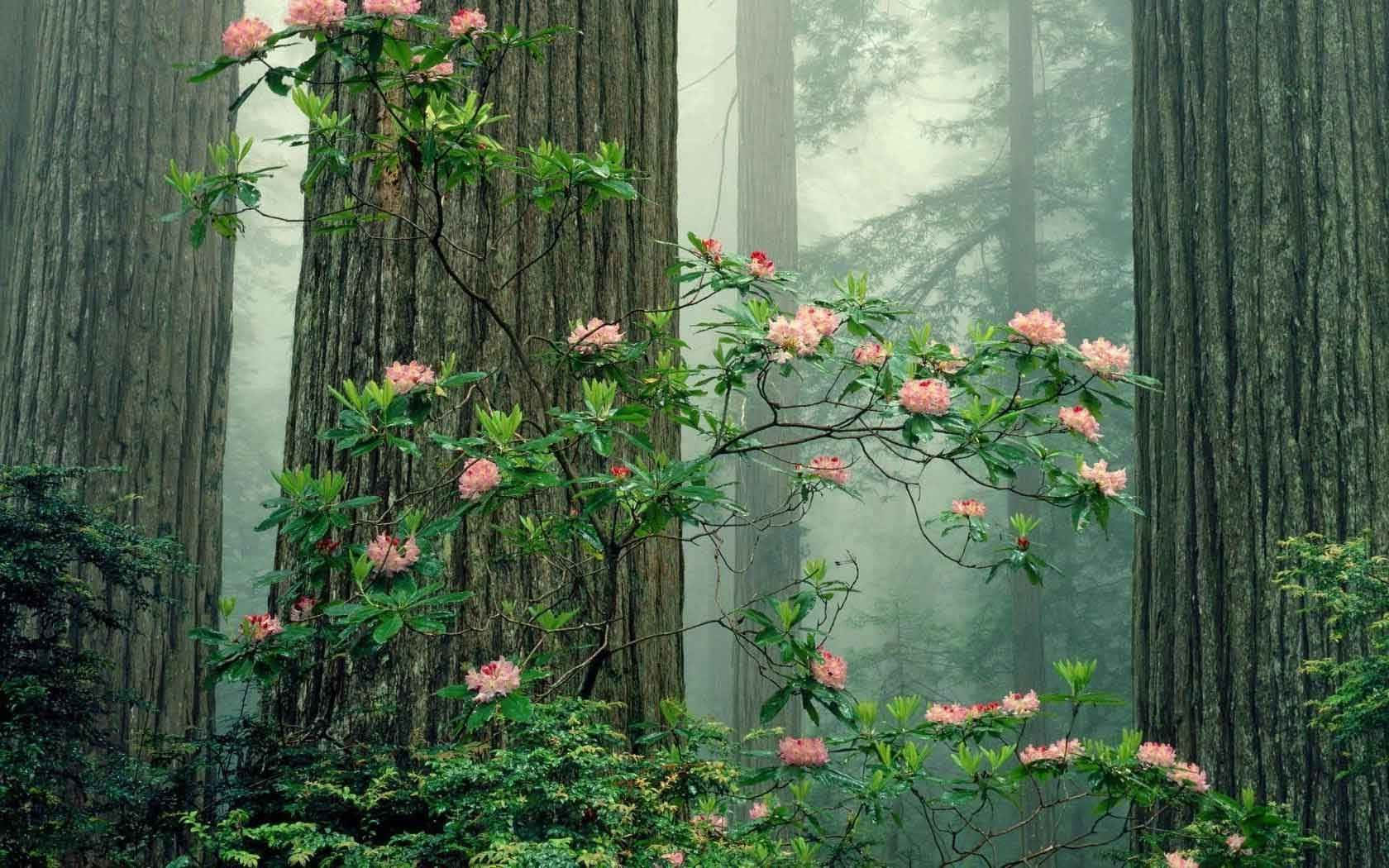 Download Enjoying the peace and beauty of nature at a cozy cottage