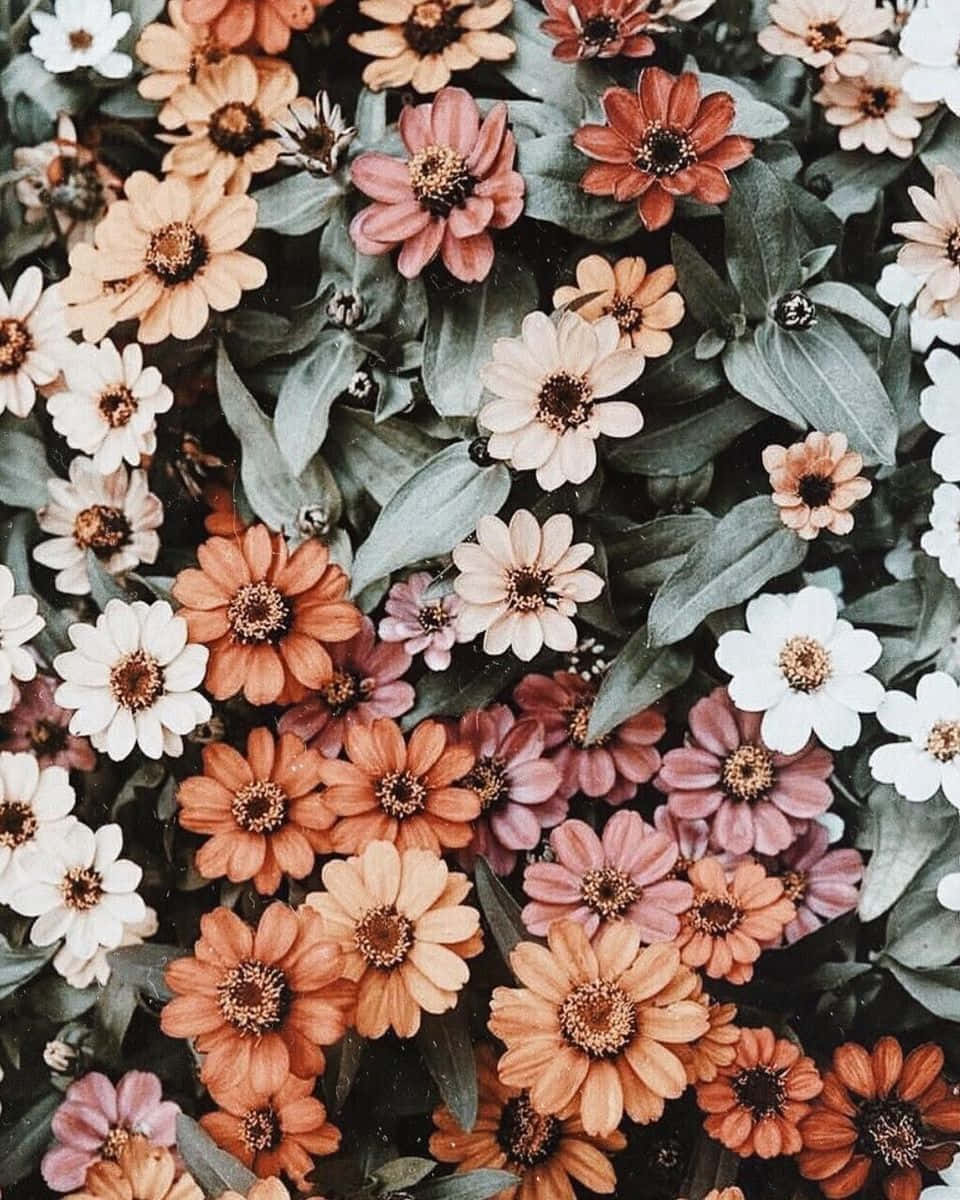 Download Celebrating Spring with Lovely Aesthetic Flowers Wallpaper