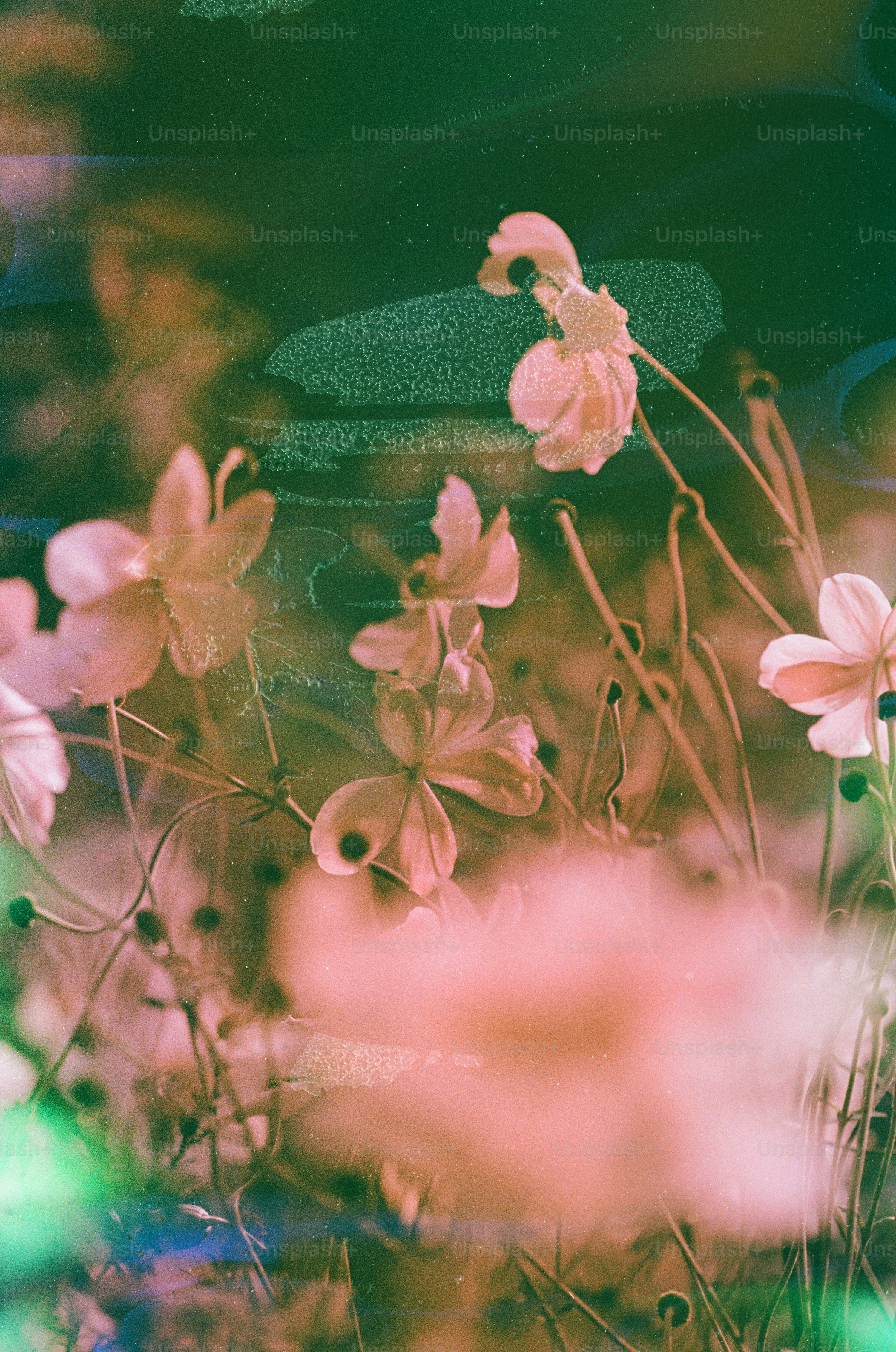Delicate pink flowers with a dreamy, artistic filter. photo