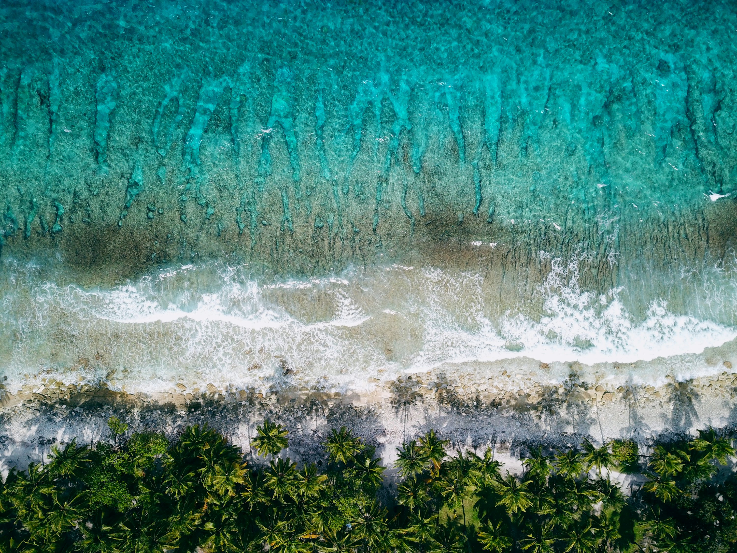 An aerial view of a beach with palm trees photo