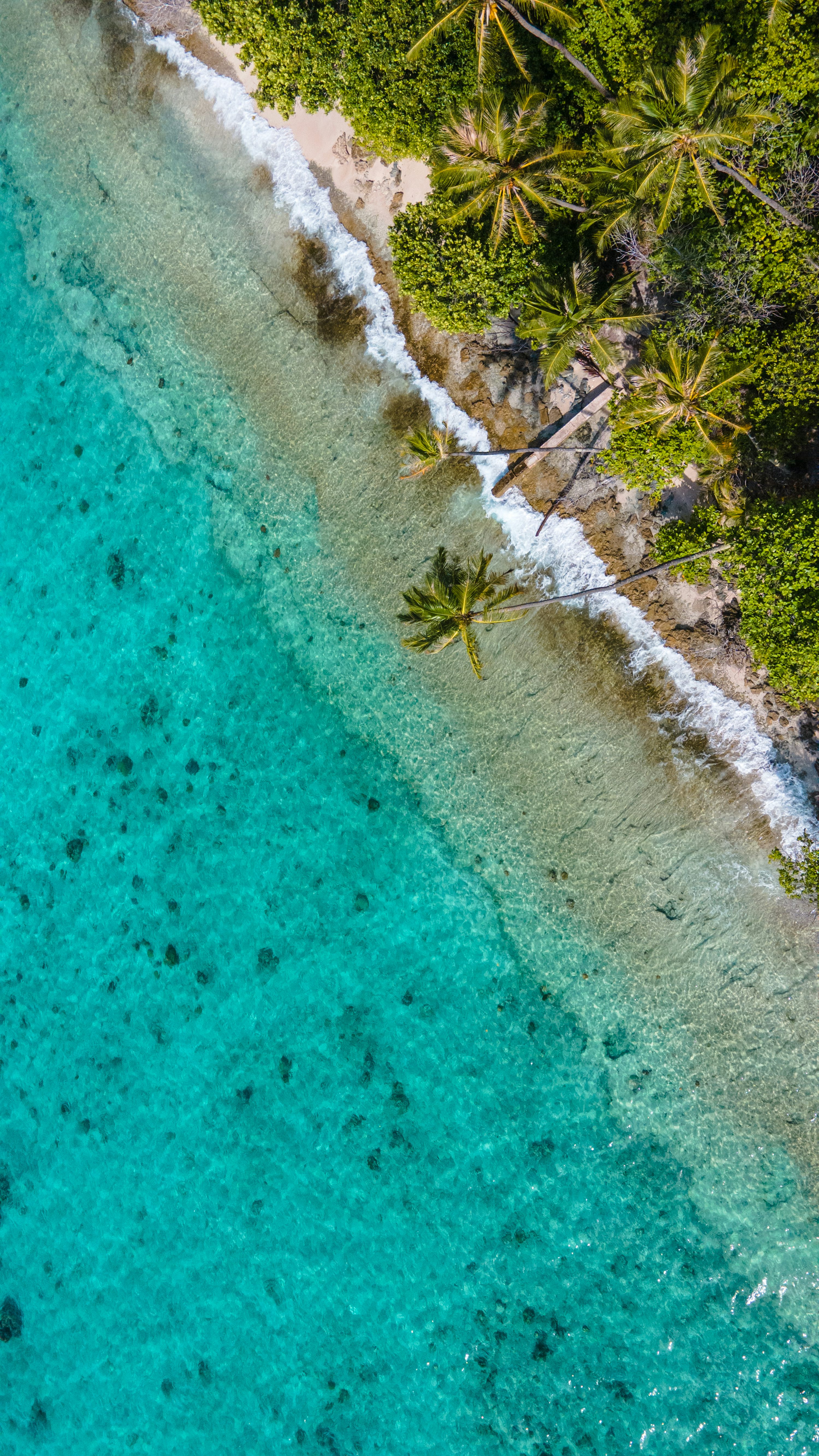 An aerial view of a tropical beach with blue water and palm trees photo