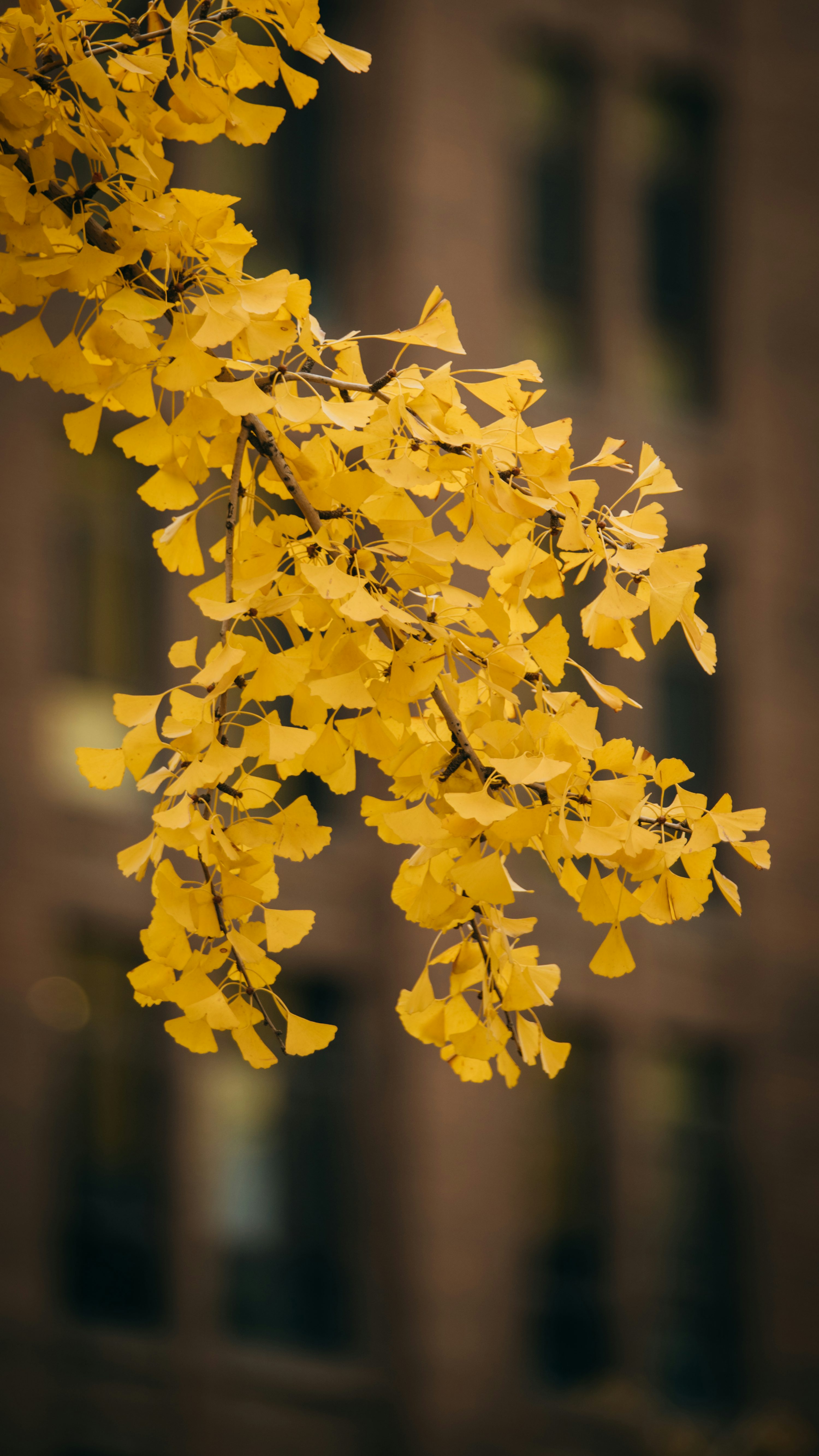 Ginkgo Biloba Picture. Download Free Image