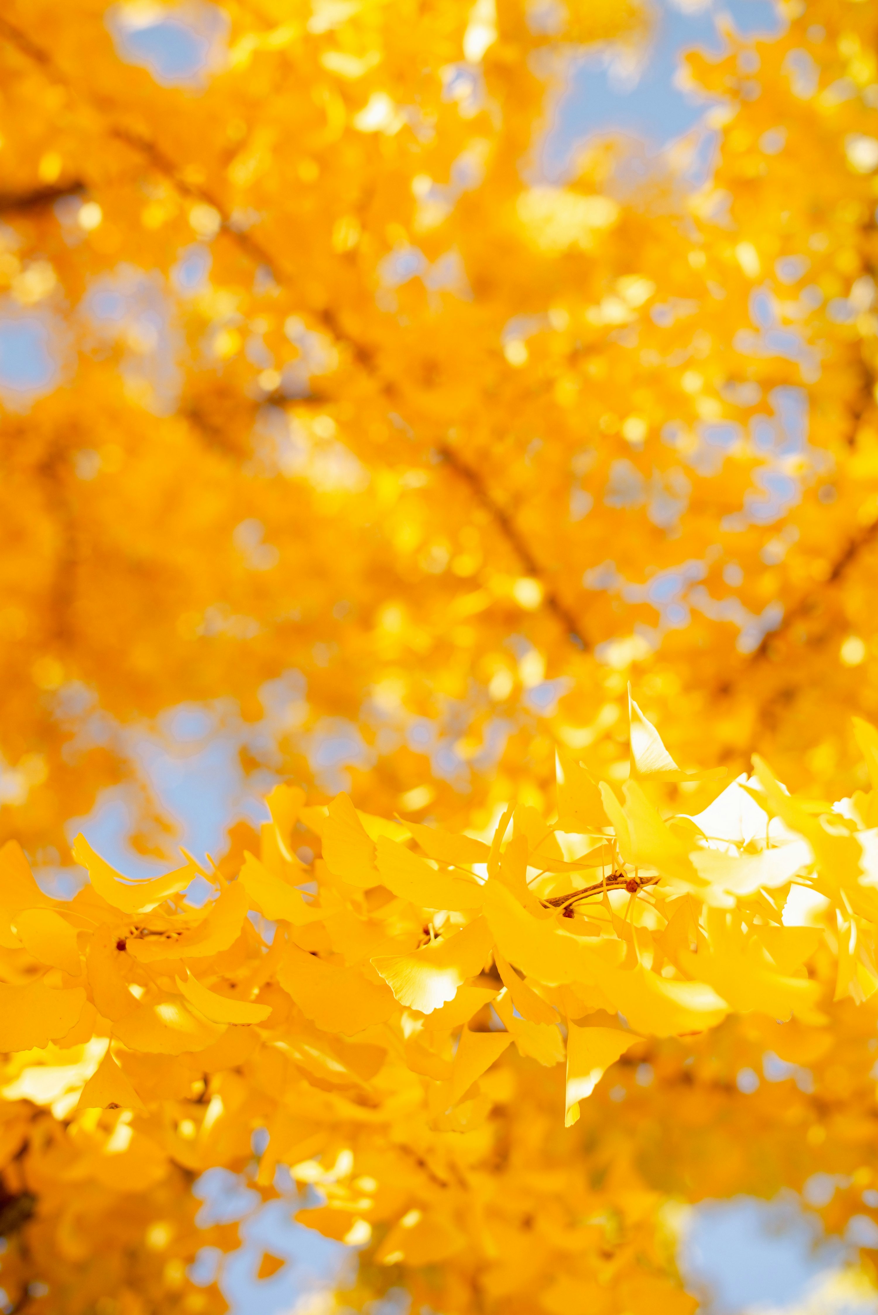 Bright yellow ginkgo leaves against a blue sky. photo