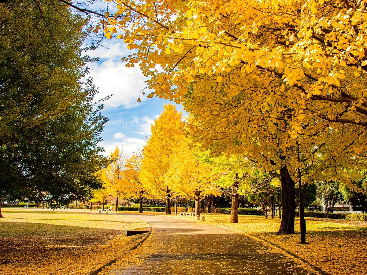 Ginkgo Tree Meaning and Its Ancient Symbolism Explained