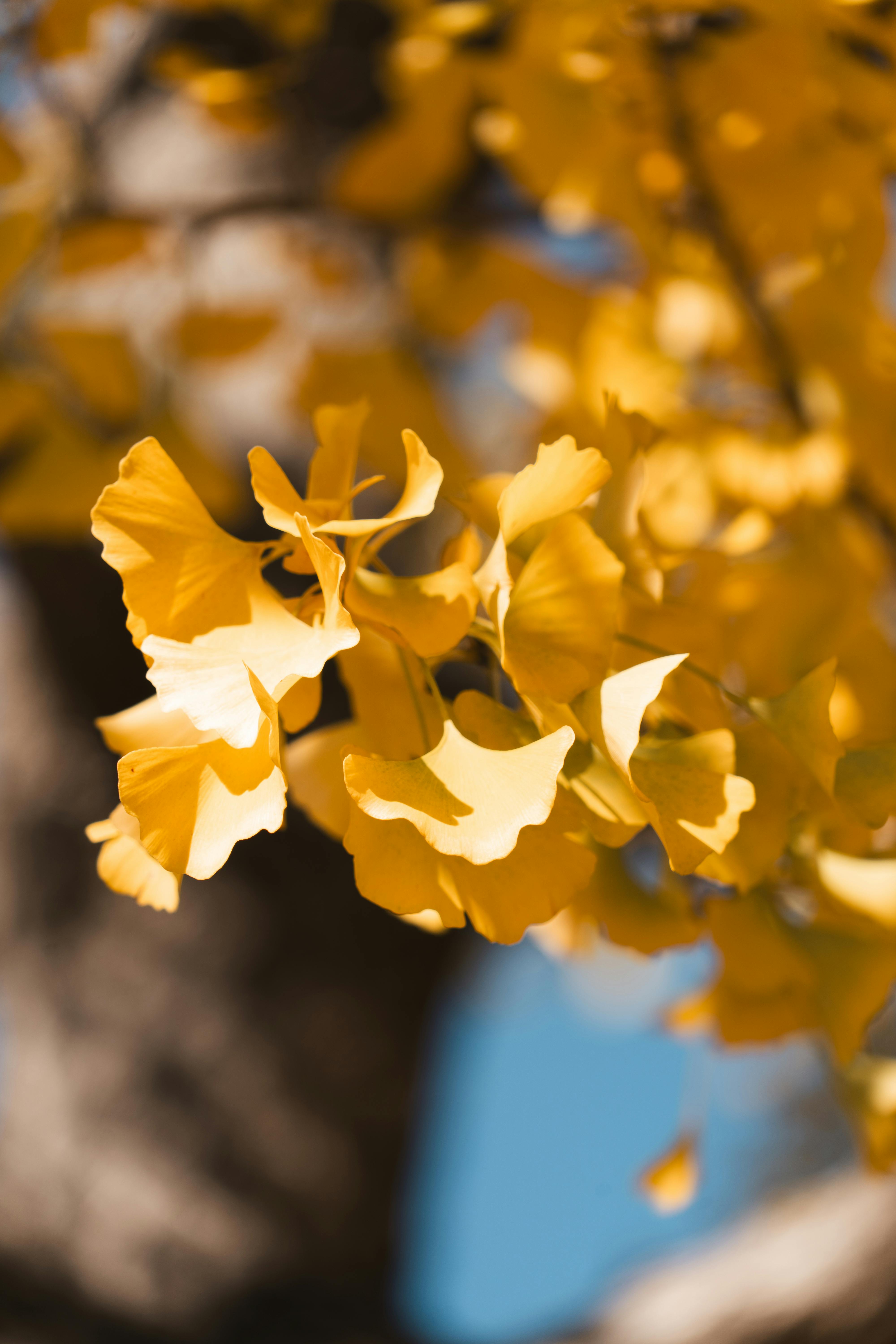 Ginkgo Biloba Photo, Download The BEST Free Ginkgo Biloba & HD Image