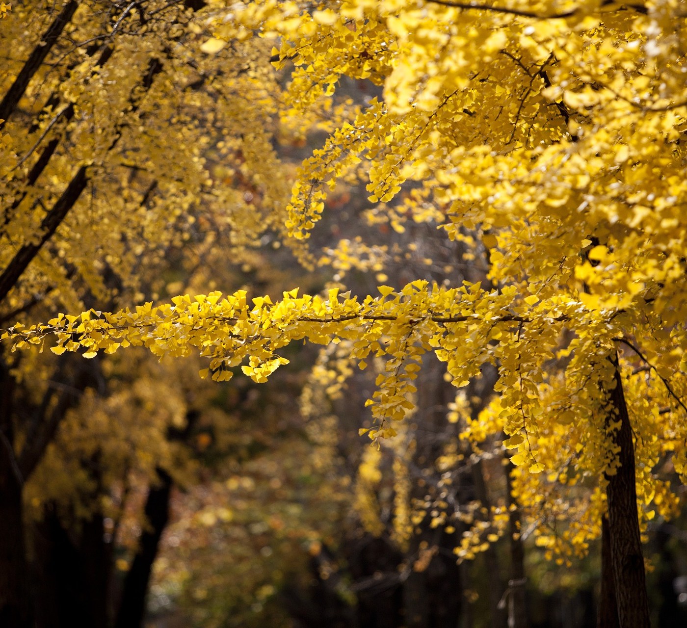 The Curious Ginkgo Tree Leaf Drop