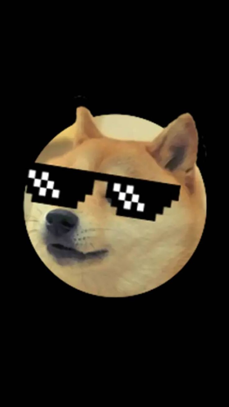 Memes Dog Wallpaper Free Download for Mobile