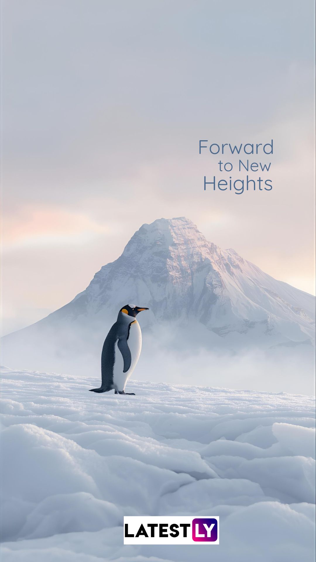 Viral Nihilist Penguin Wallpaper & Memes: Download in 4K and HD