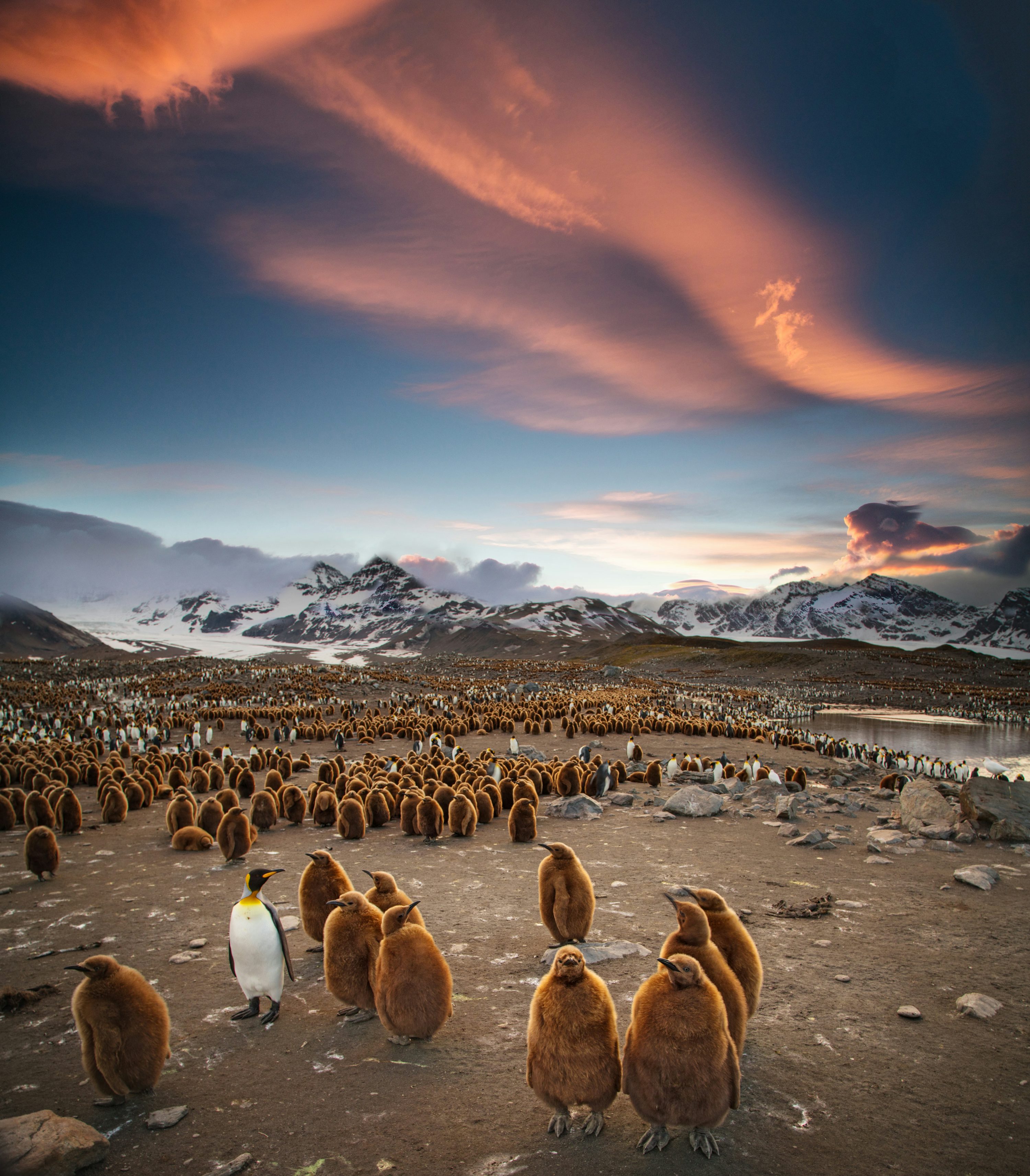 Flock of penguins photo