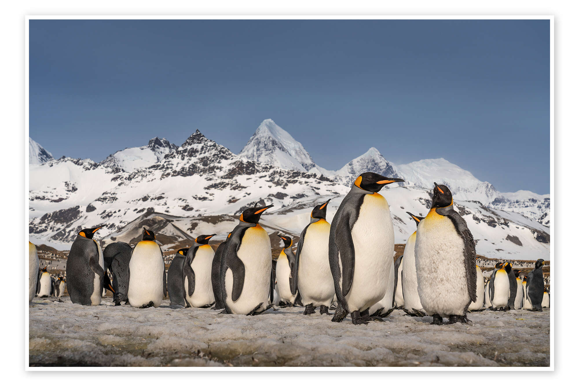 Mountain and King Penguin Colony print