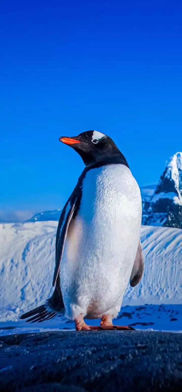 Penguin on Snowy Ground with Mountains in Background