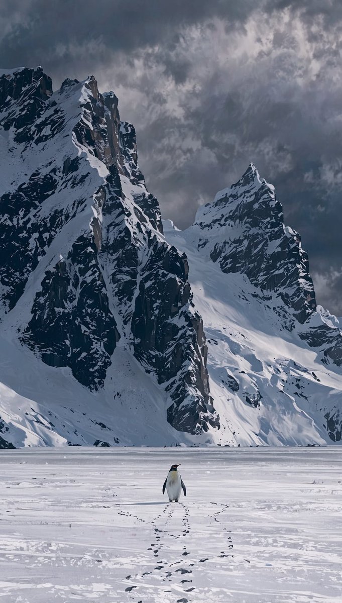 High resolution Wallpaper of nihilist penguin but why #penguin