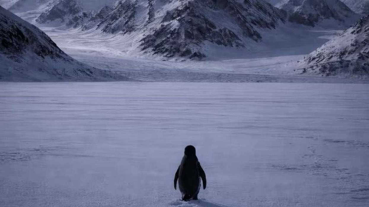 Nihilist Penguin Meme: Antarctic Clip to White House Gaffe