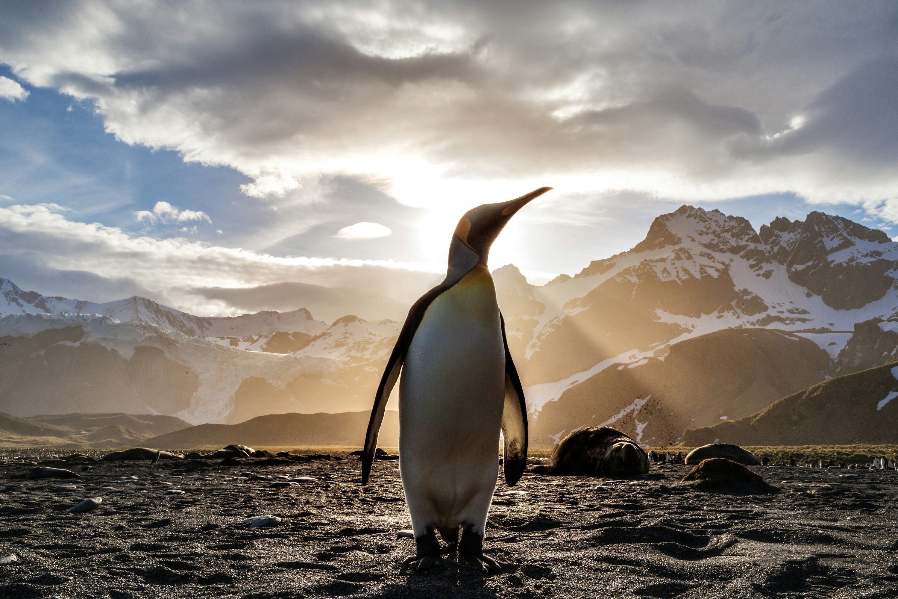 Standing penguin on sand near snow covered mountain covering the sun from view at daytime photo