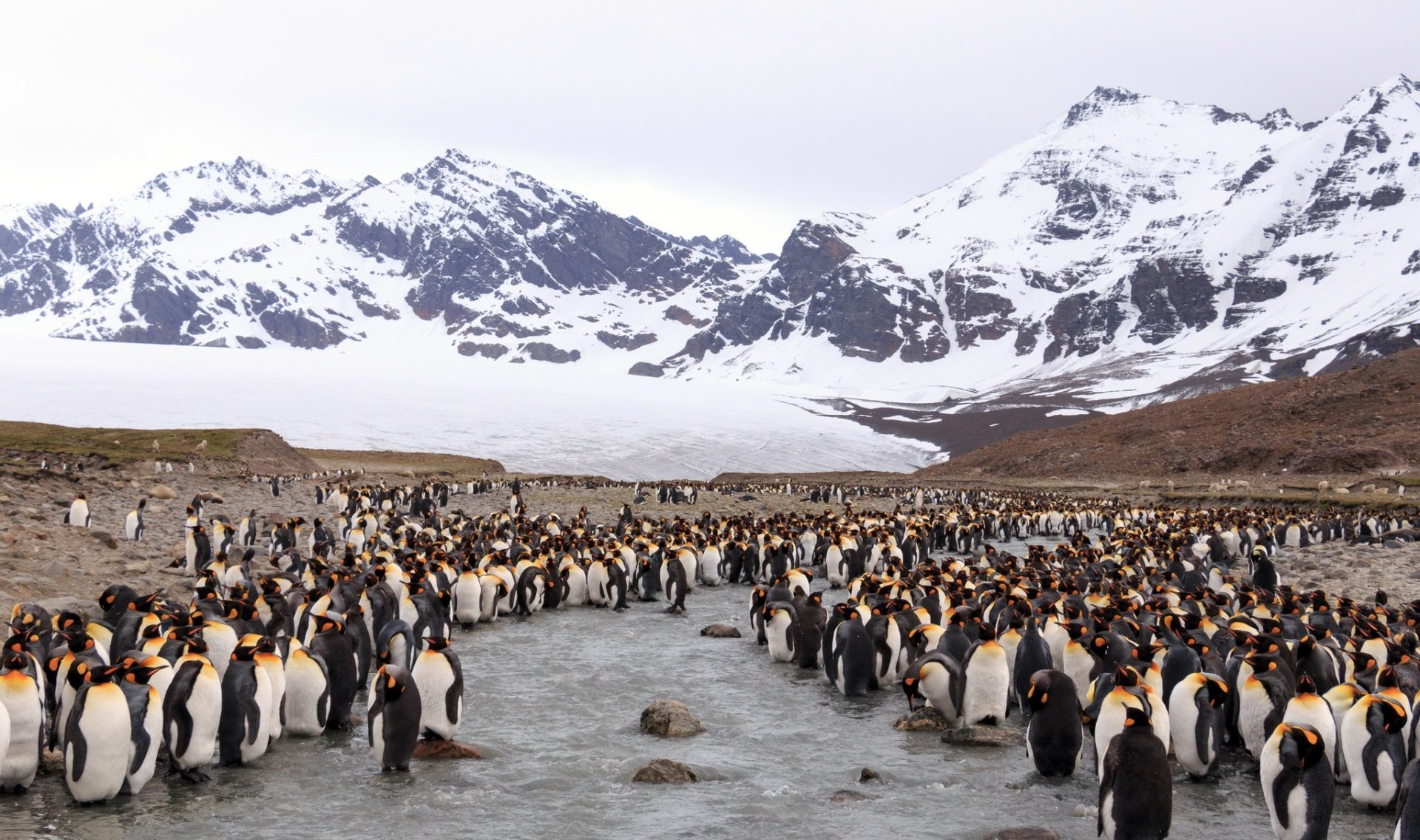 Majestic King Penguins Amid Snowy Mountain HD Wallpaper