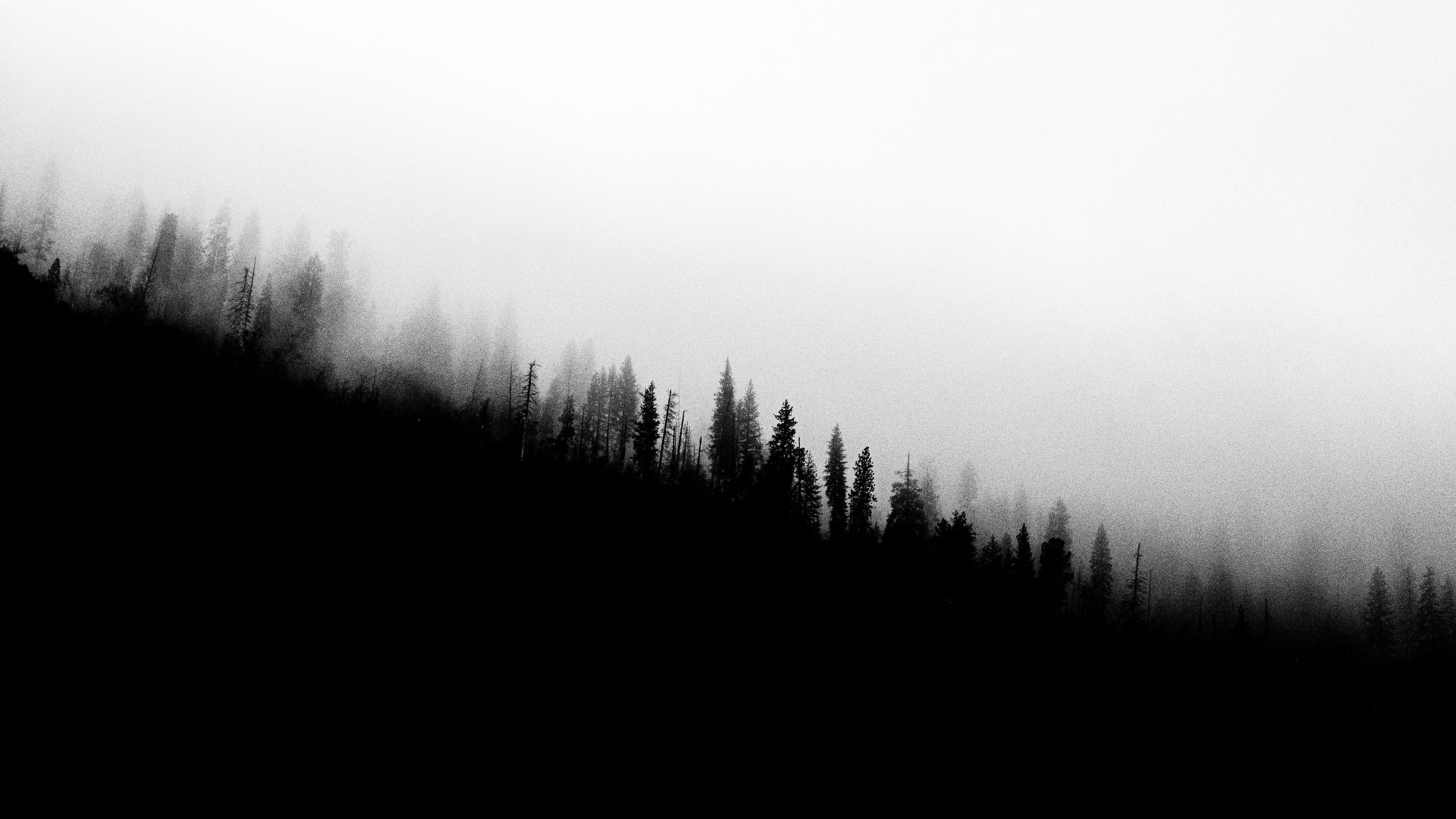 Forest Slope Silhouettes Trees Black And White 4K HD Black And White Wallpaper
