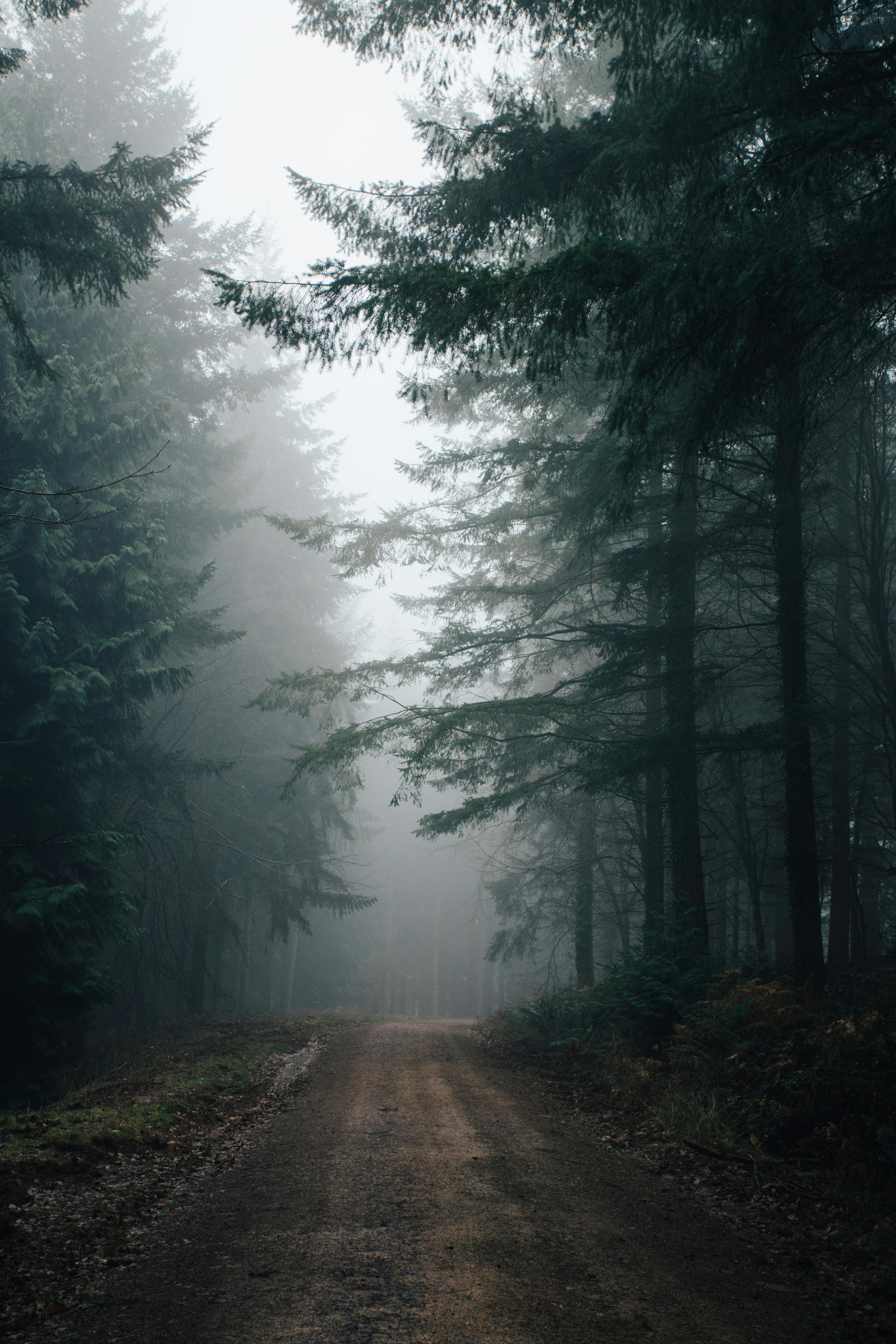 Misty Woods Photo, Download The BEST Free Misty Woods & HD Image