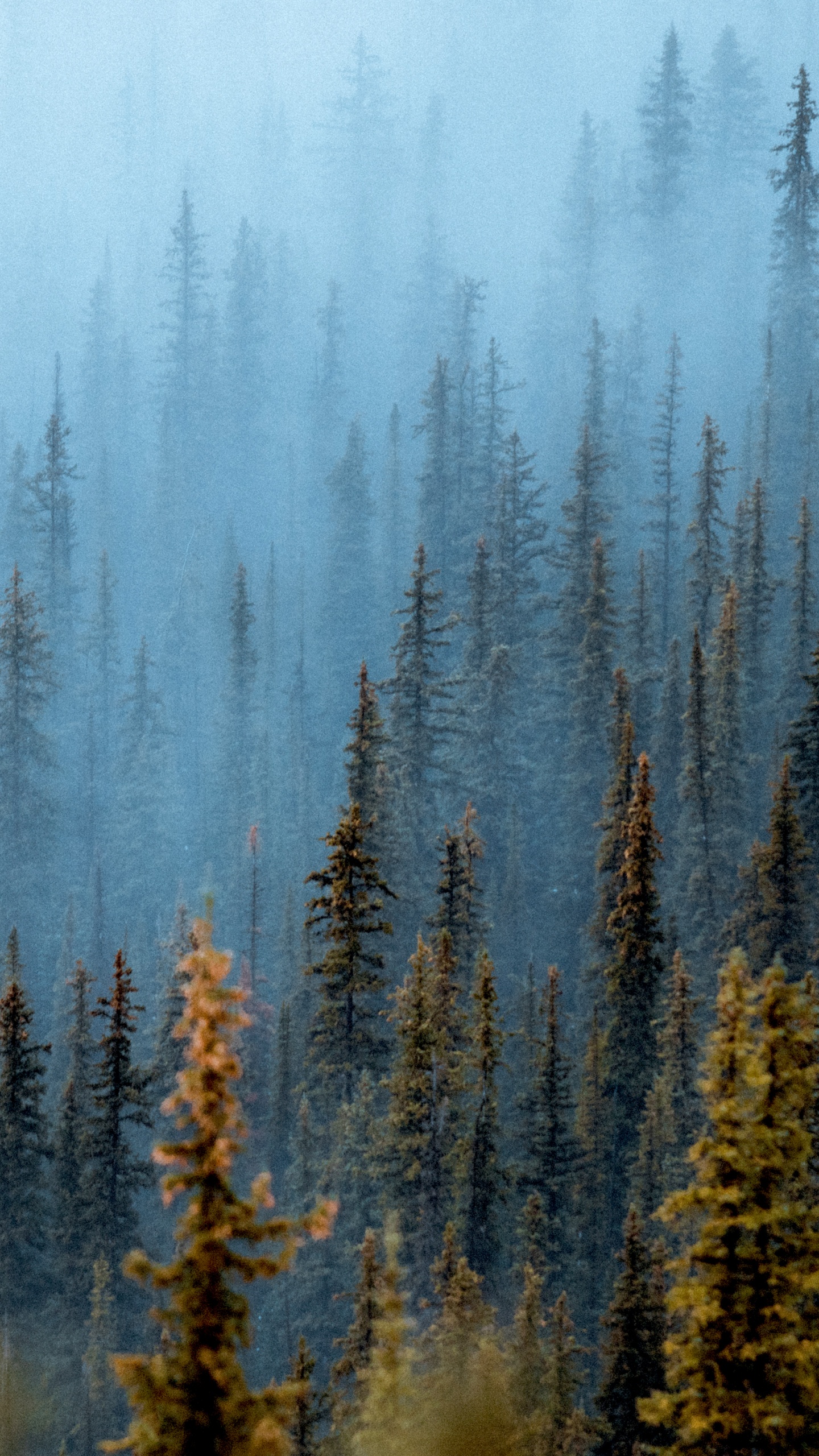 Foggy forest Wallpaper 4K, Pine trees, Daytime